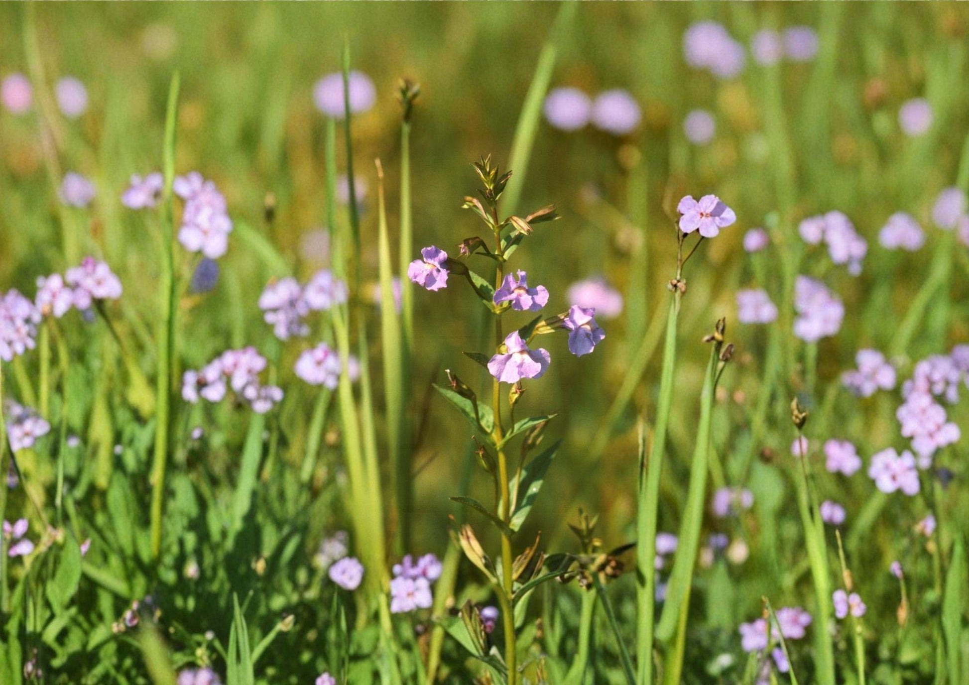 Monkey Flower Seeds - Purple Wetland Perennial, Rain Garden Plant, Mimulus ringens, Native Pollinator-Friendly Wildflower, 5000 Seeds
