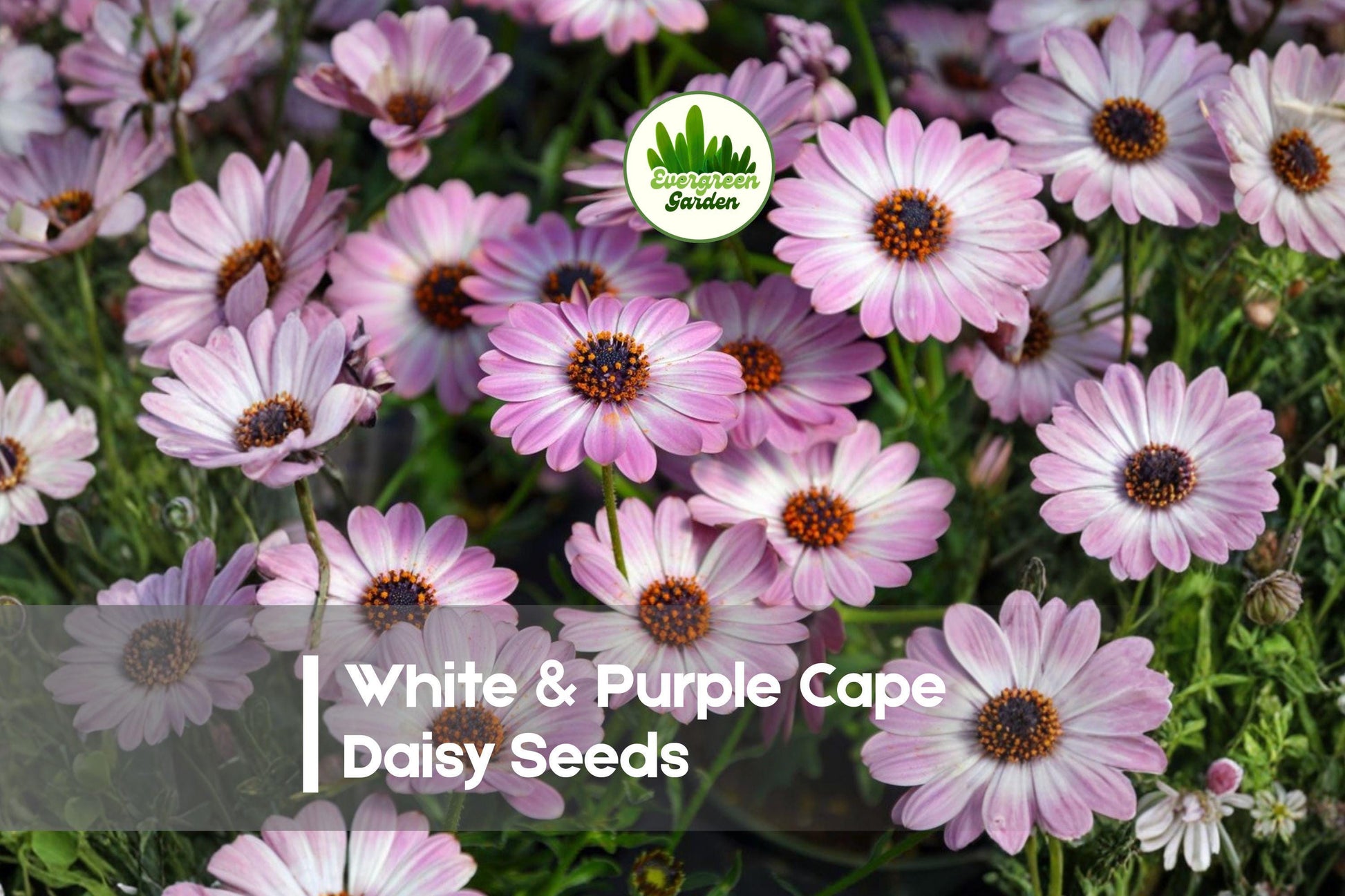 200 White & Purple Cape Daisy Seeds - Osteospermum spp. Bicolor Flowers for Garden, Borders, Pots, Drought-Tolerant, Easy to Grow