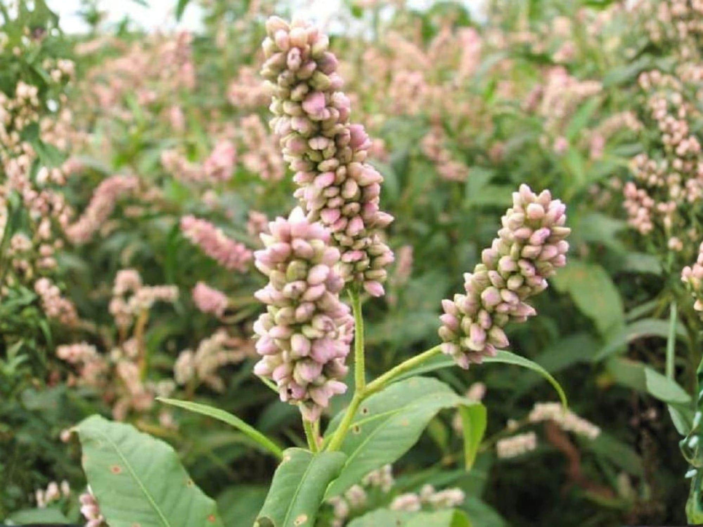 Pinkweed Seeds – Persicaria pensylvanica Native Wildflower for Pollinators, Meadow Gardens, Wet Areas