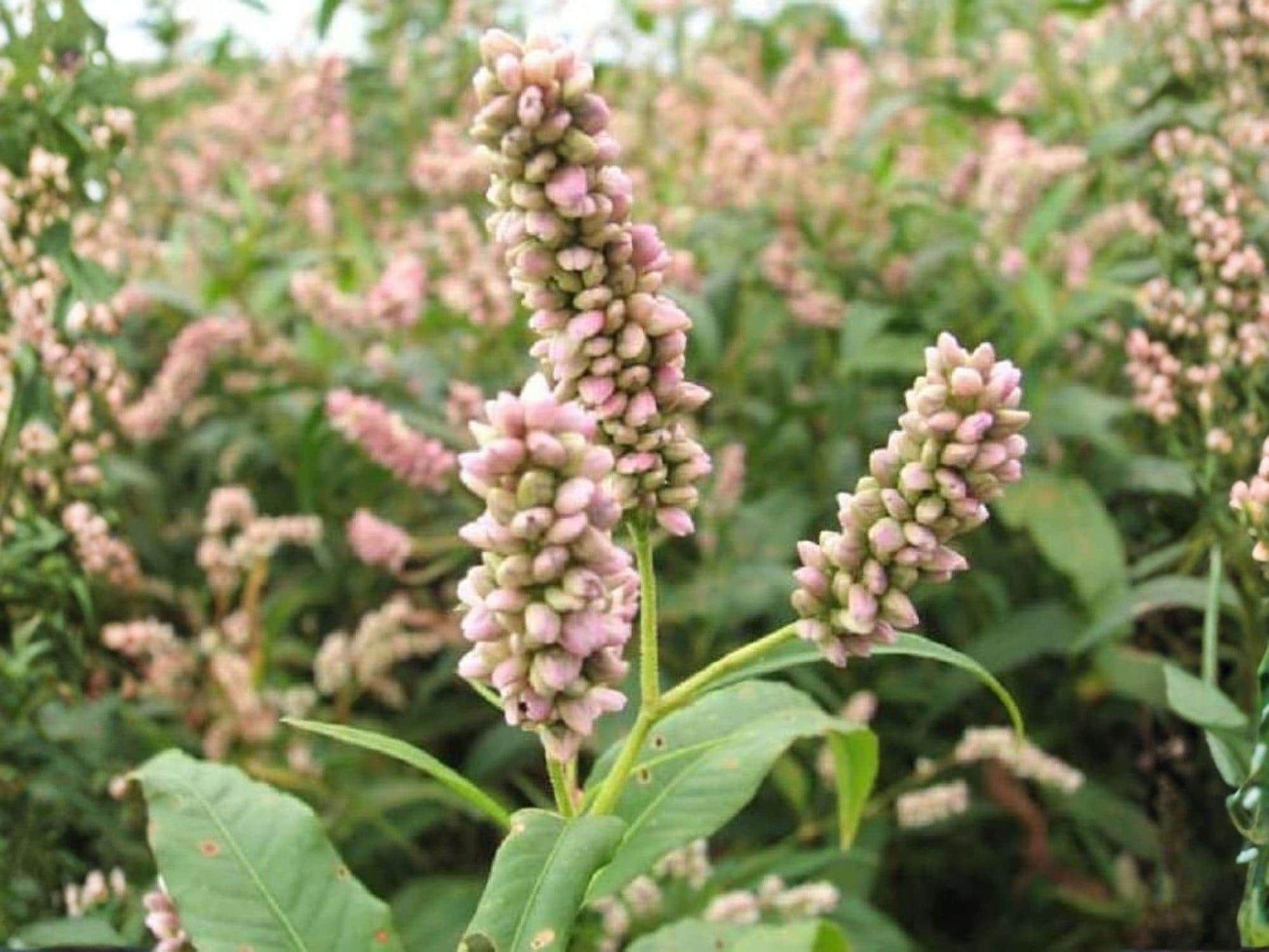 Pinkweed Seeds – Persicaria pensylvanica Native Wildflower for Pollinators, Meadow Gardens, Wet Areas