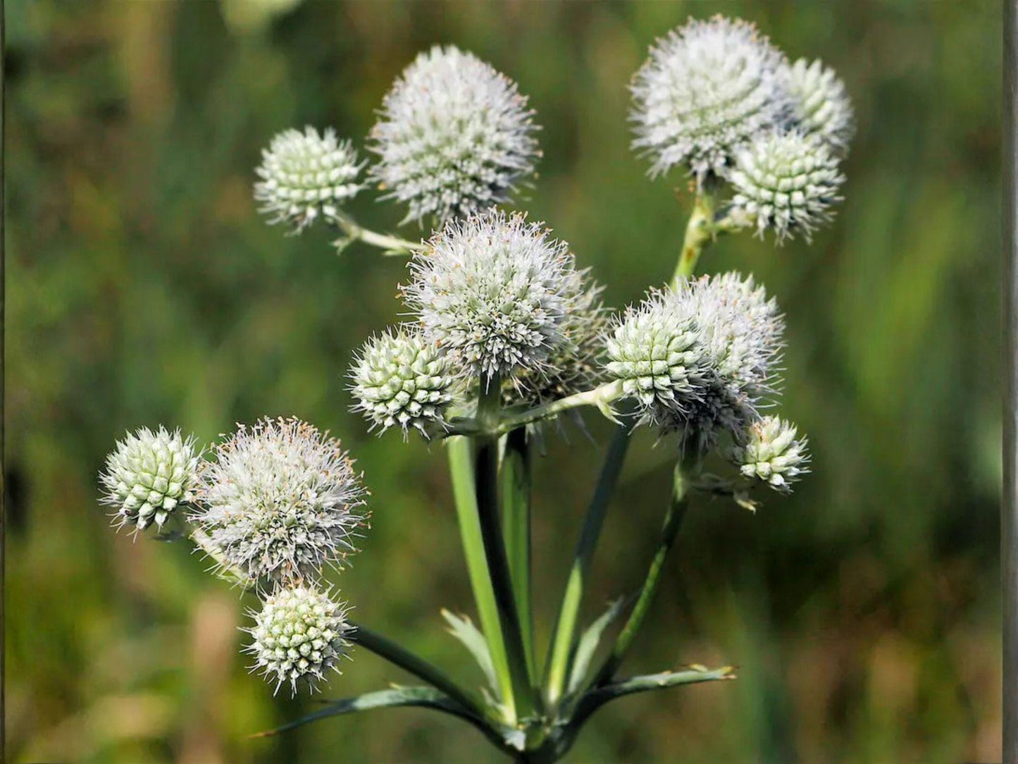 Rattlesnake Master Seeds - Eryngium yuccifolium Native Prairie Pollinator Plant for Gardens & Restoration