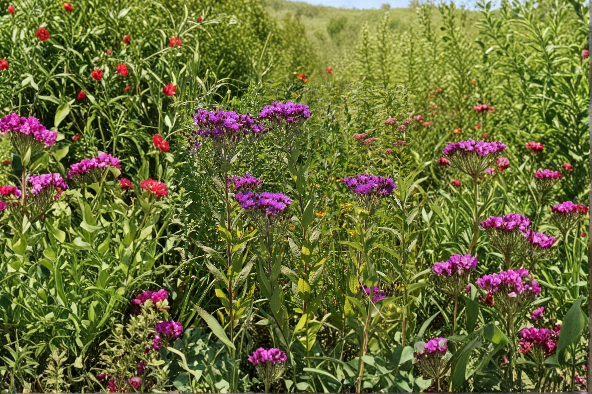 New York Ironweed Seeds – Tall Purple Wildflower for Pollinator Gardens, Vernonia noveboracensis