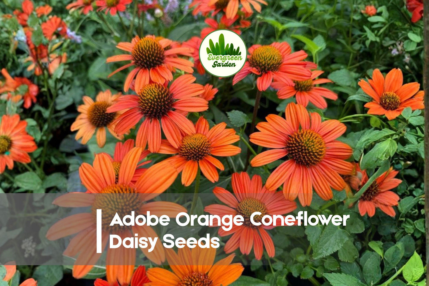 Adobe Orange Coneflower Daisy Seeds – 200 Bright Orange Rudbeckia Echinacea for Gardens, Borders & Pollinator Attracting Plants