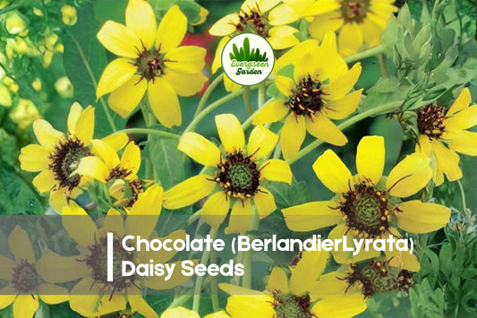 Chocolate Daisy Seeds – 200+ Berlandiera lyrata Wildflower, Yellow Blooms, Drought-Tolerant, Pollinator-Friendly, Native Perennial