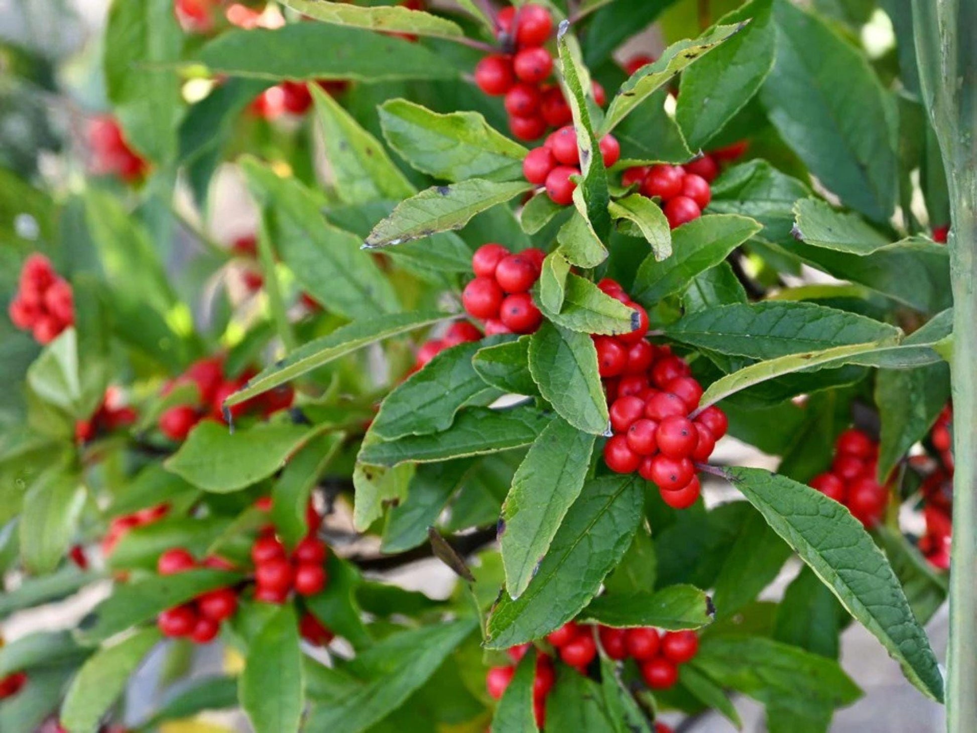 Winterberry Holly Seeds – 25 Ilex verticillata Native Shrub Seeds for Bright Red Winter Berries, Deciduous Shrub, Wildlife Garden