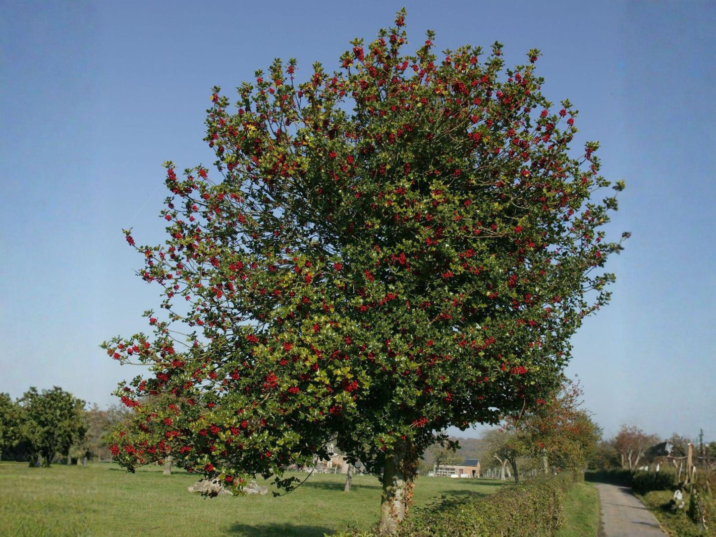 English Holly Seeds – 10 Ilex aquifolium Evergreen Tree Seeds for Landscaping, Hedges, and Winter Decor