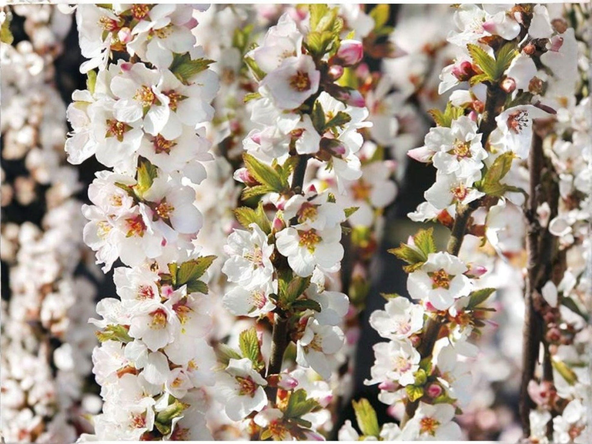 Nanking Cherry Seeds – 10 Prunus tomentosa Fruit Shrub Seeds for Edible Landscaping, Cold Hardy, Flowering Hedge, Wildlife Garden