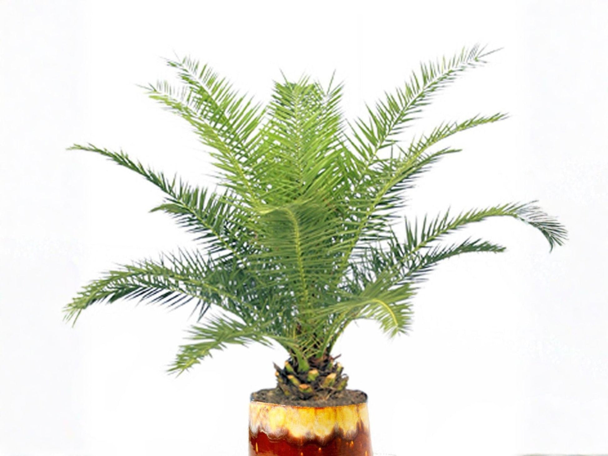 Canary Island Date Palm Seeds – Phoenix Canariensis Tropical Tree, Ornamental Palm, Evergreen, Full Sun, 10 Seeds
