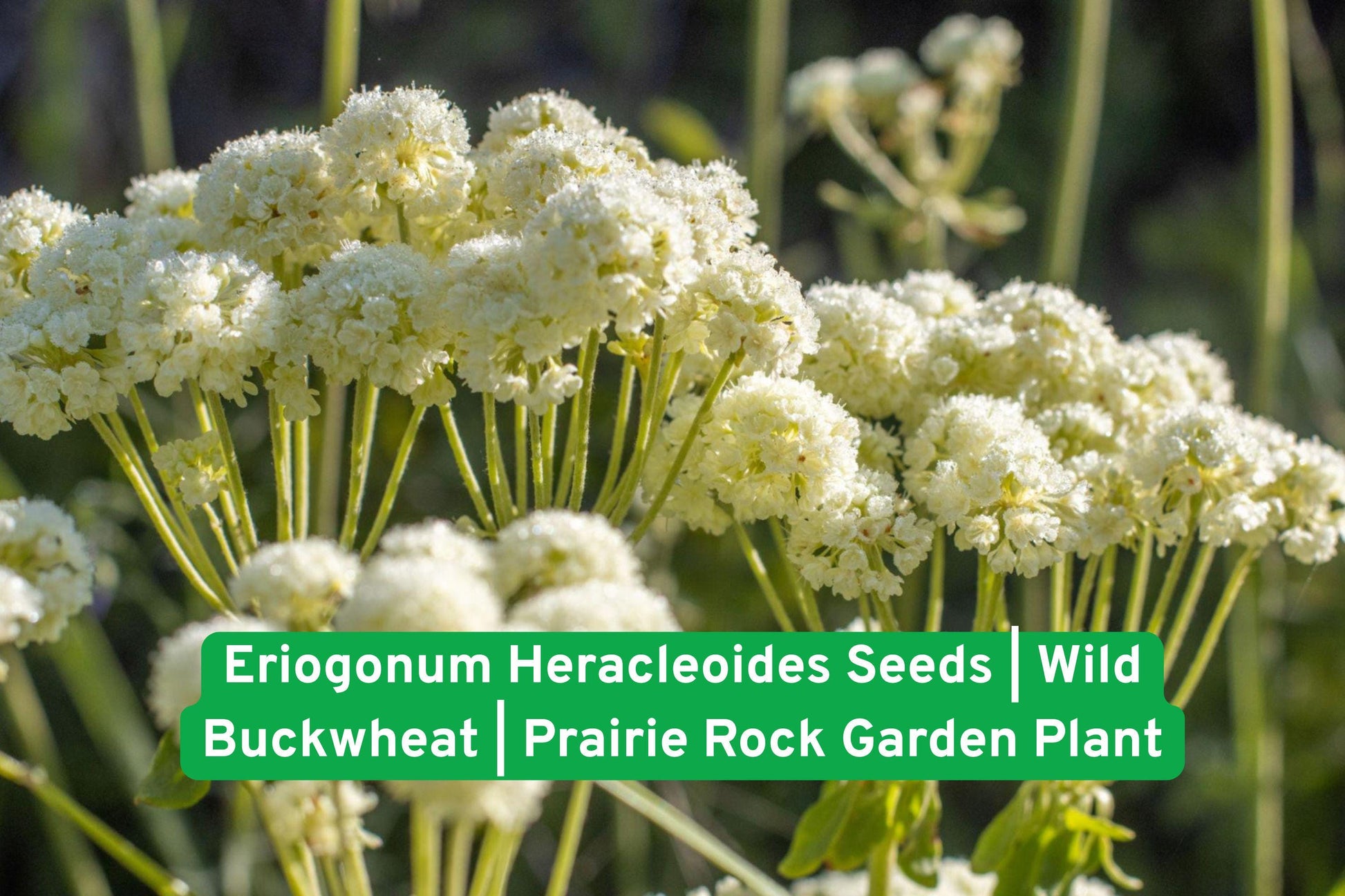 Wild Buckwheat Seeds, Prairie Rock Garden, Drought Tolerant Plant, Native Wildflower Seeds, Perennial Flower Seeds, Xeriscape Plant Seeds, Pollinator Friendly Seeds, Rocky Soil Plant, Yellow Bloom Seeds, North American Wildflower, Dry Garden Plant, Native Prairie Seeds