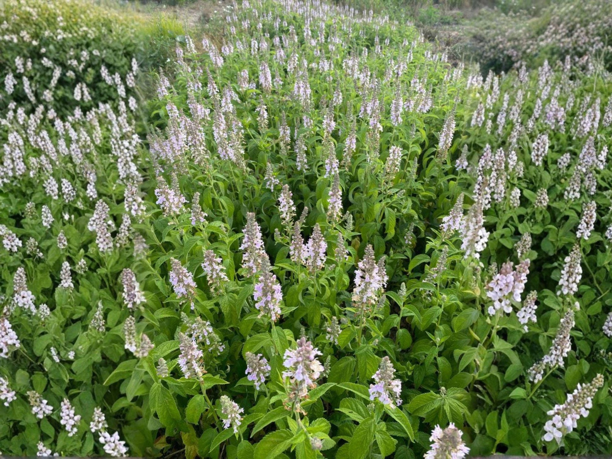 American Germander Seeds – Teucrium Canadense Native Perennial for Pollinator Gardens, Lavender Pink Blooms