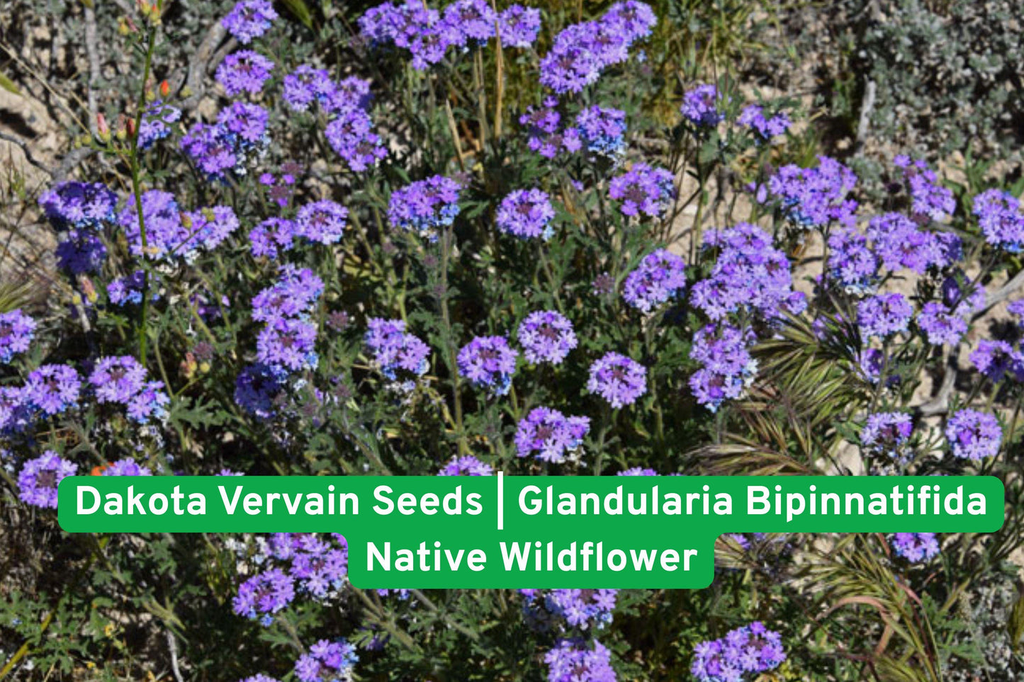 Dakota Vervain seeds, native wildflower, purple perennial, drought-tolerant plant, bee attracting seeds, butterfly garden plant, prairie flower seeds, xeriscape plant, full sun wildflower, native North American, pollinator friendly, perennial flower seeds, low water plant
