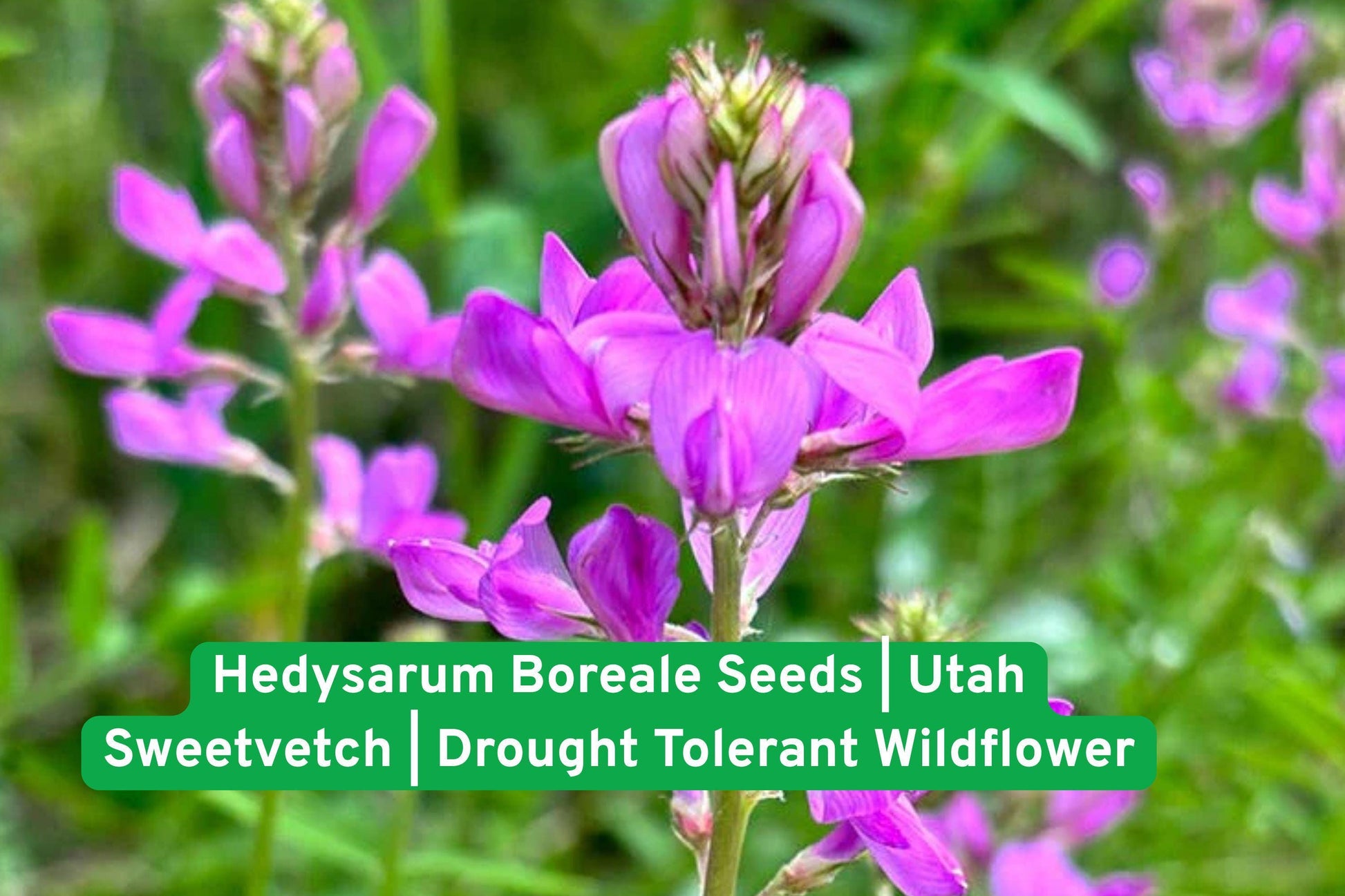 Utah Sweetvetch seeds, native wildflower, drought-tolerant plant, perennial legume, pink purple blooms, prairie garden seeds, meadow flowers, nitrogen-fixing seeds, pollinator friendly, native North American, wildflower seeds, sandy soil plants
