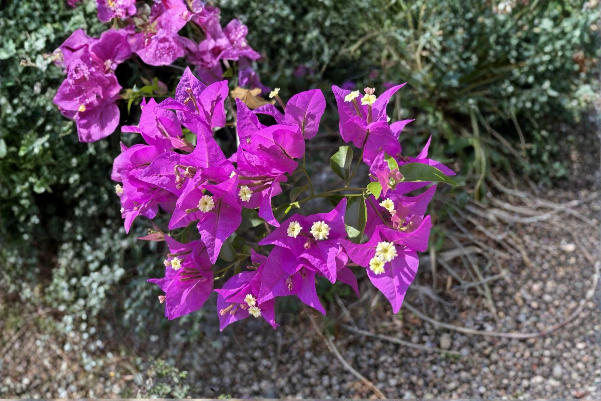 Bougainvillea Purple Lavender Unrooted Cuttings - Tropical Vine for Climbing, Fences, Walls, Containers