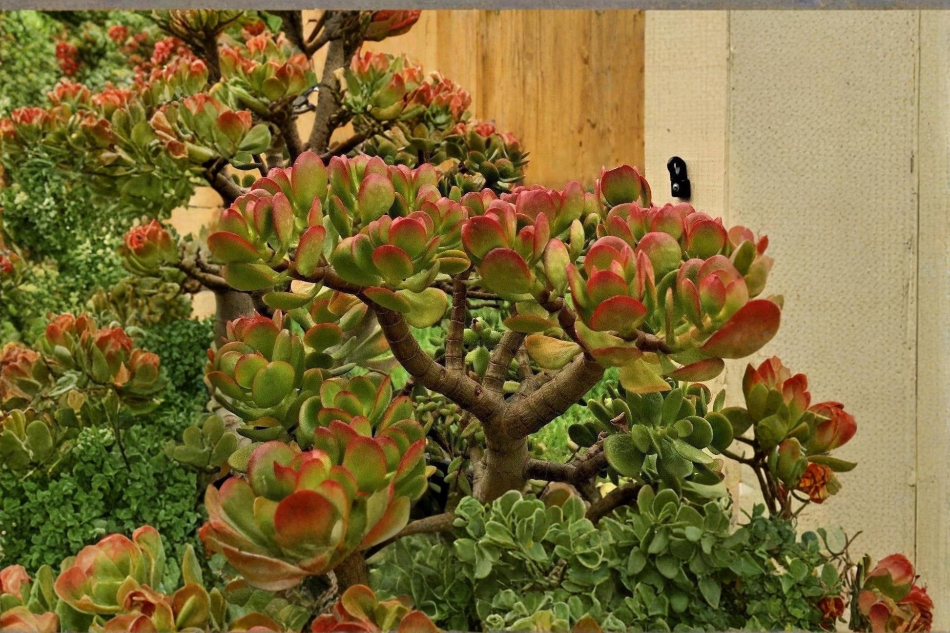Jade Plant Cuttings 3-5" Unrooted Succulent Crassula ovata Indoor Houseplant Propagation