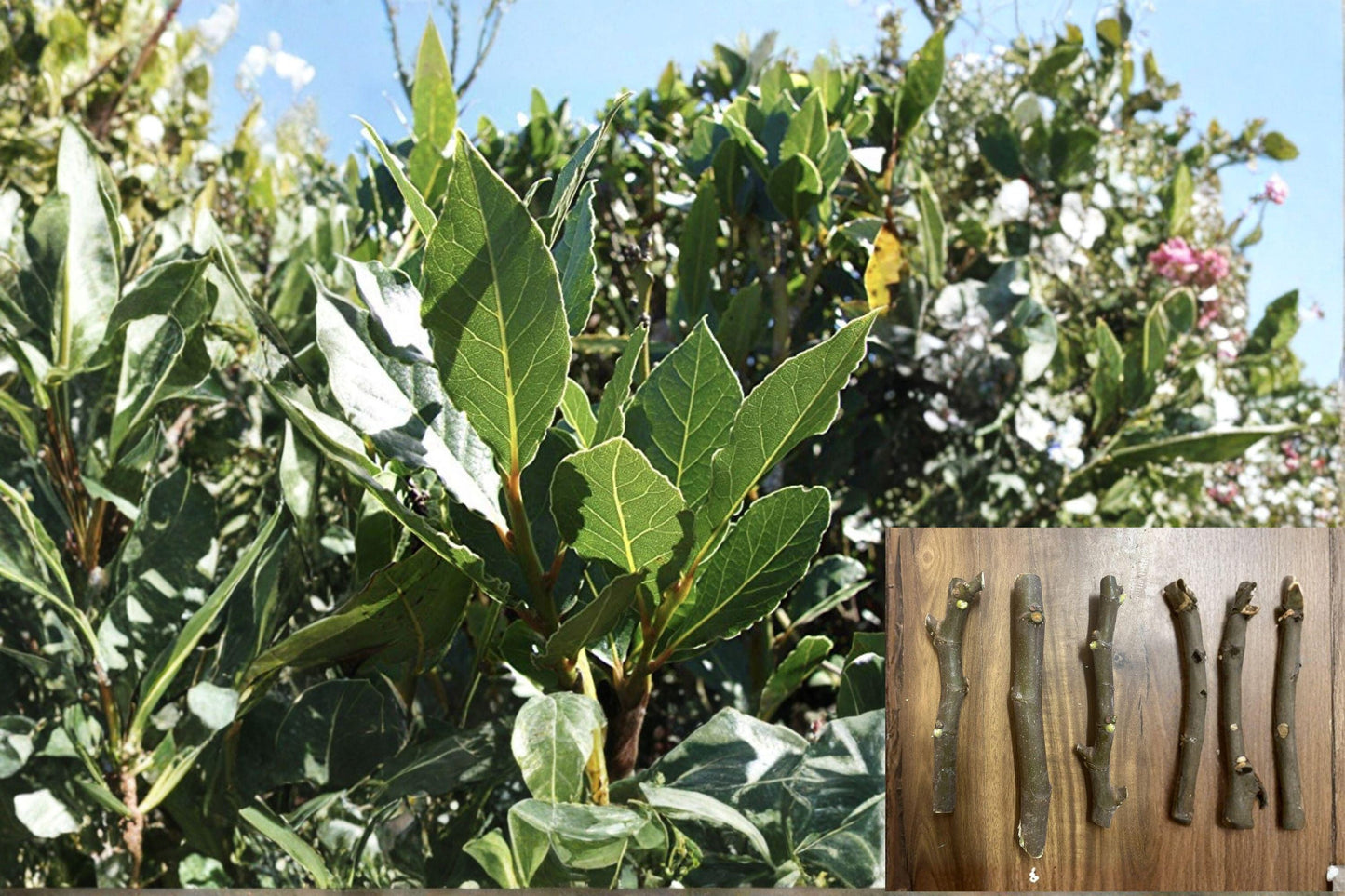 Black Madeira KK Fig Cuttings - Unrooted Ficus carica Heirloom Deciduous Fruit Tree for Warm Climates