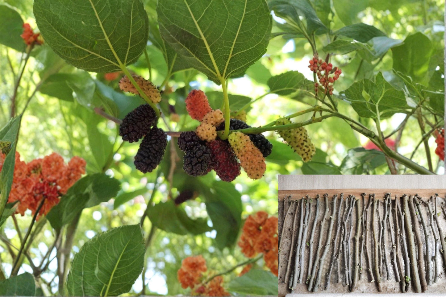 Mulberry Tree Cuttings 20 Fresh Unrooted Morus spp. Fruit Tree Propagation for Home Orchards