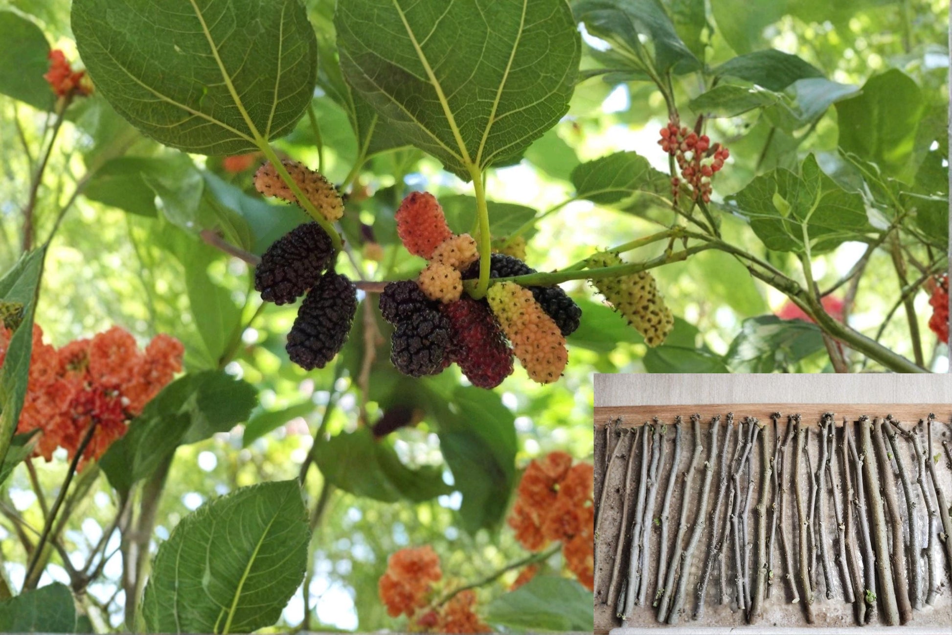 Mulberry Tree Cuttings 20 Fresh Unrooted Morus spp. Fruit Tree Propagation for Home Orchards
