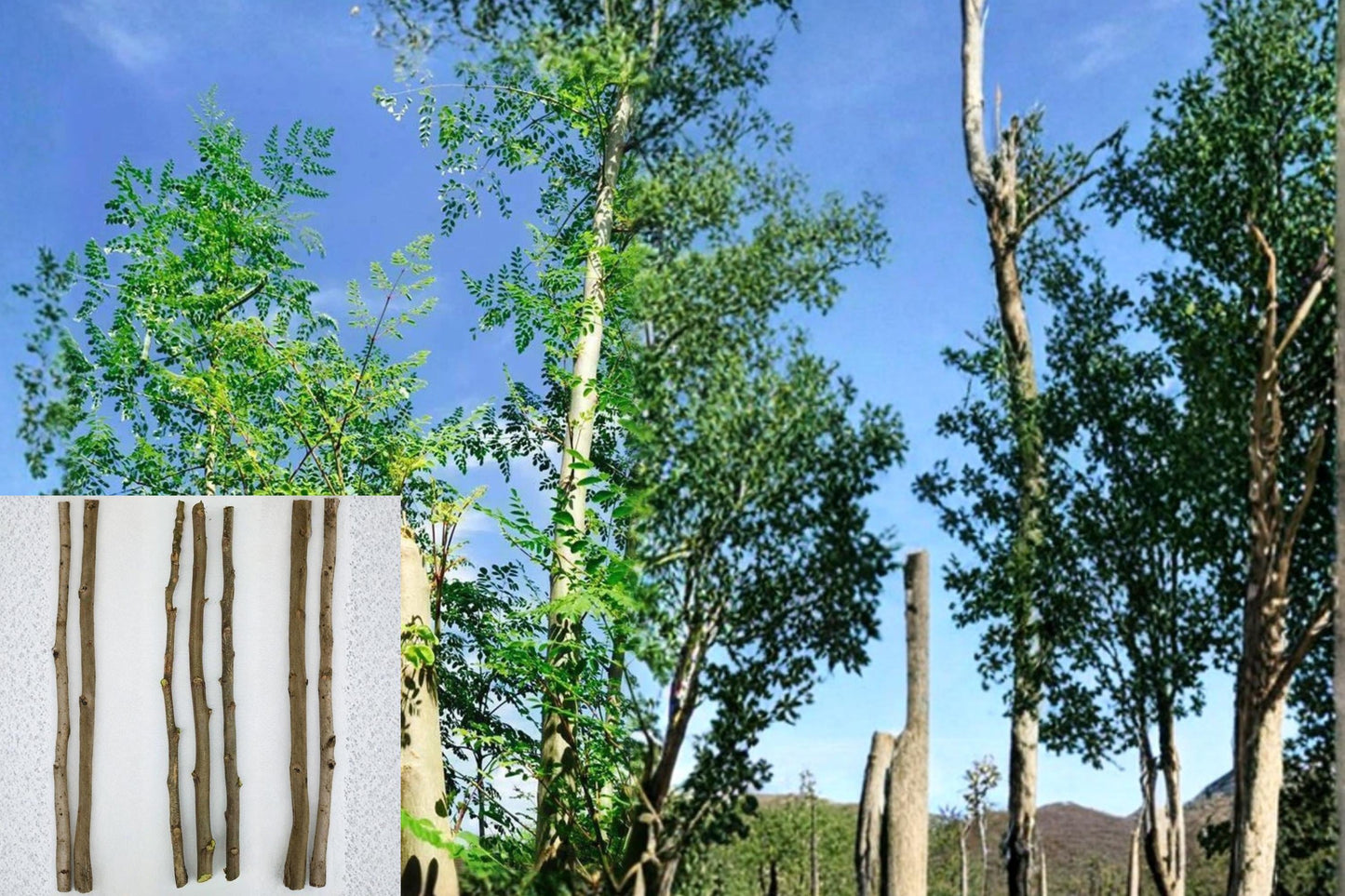 Moringa oleifera Cuttings – 3 Unrooted Drumstick Tree Propagation, Tropical Fast-Growing Plant