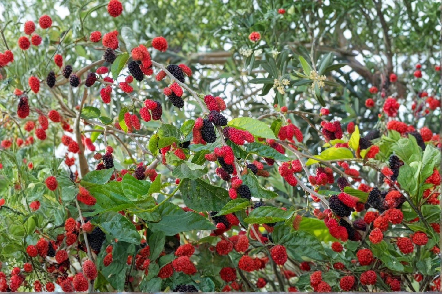 Red Mulberry Cuttings 6-8" Morus rubra Unrooted Deciduous Fruit Tree for Orchard & Wildlife Gardens