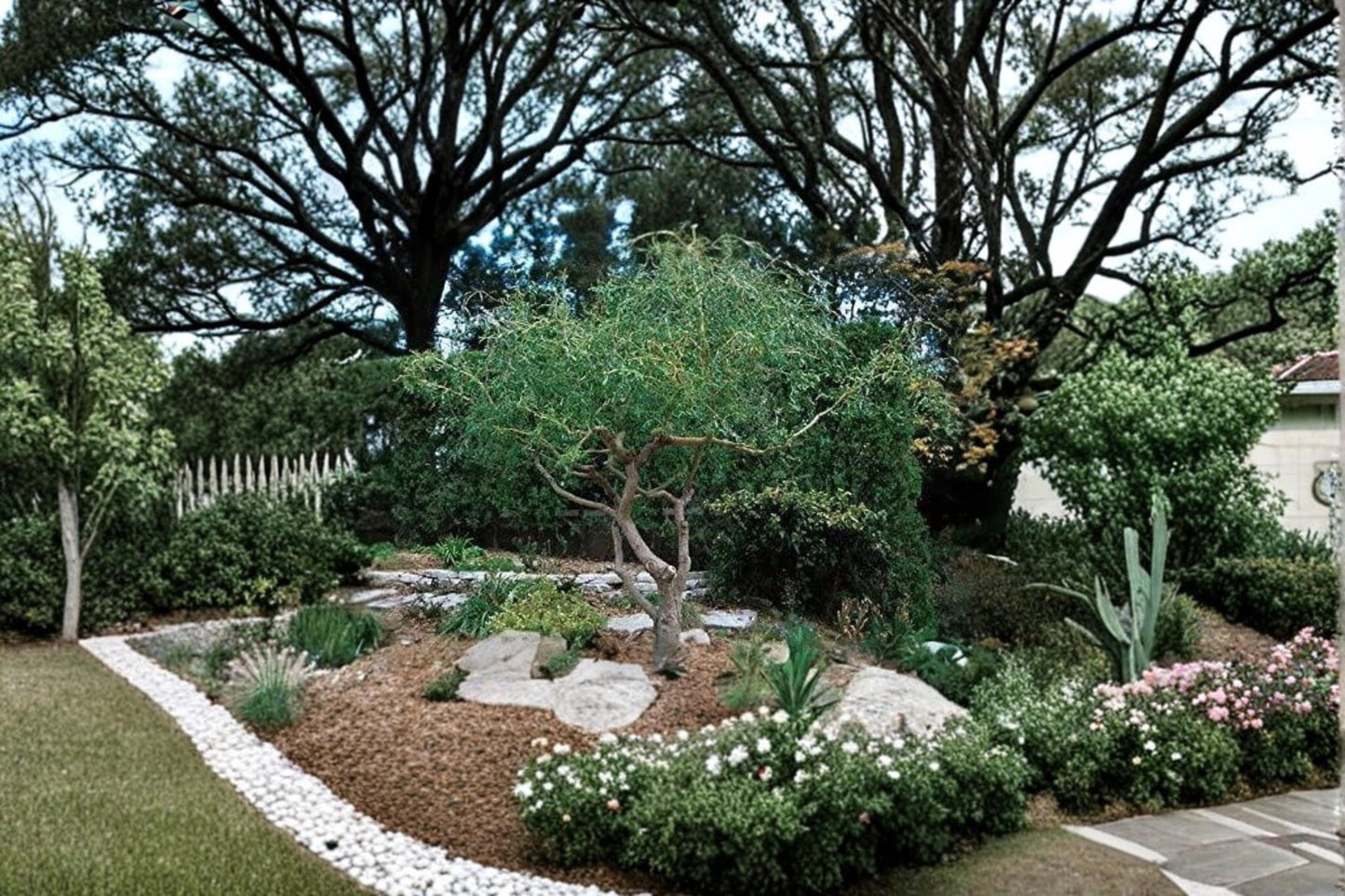Corkscrew Willow Cuttings 20 Unrooted Salix matsudana ‘Tortuosa’ Fast Growing Ornamental Tree