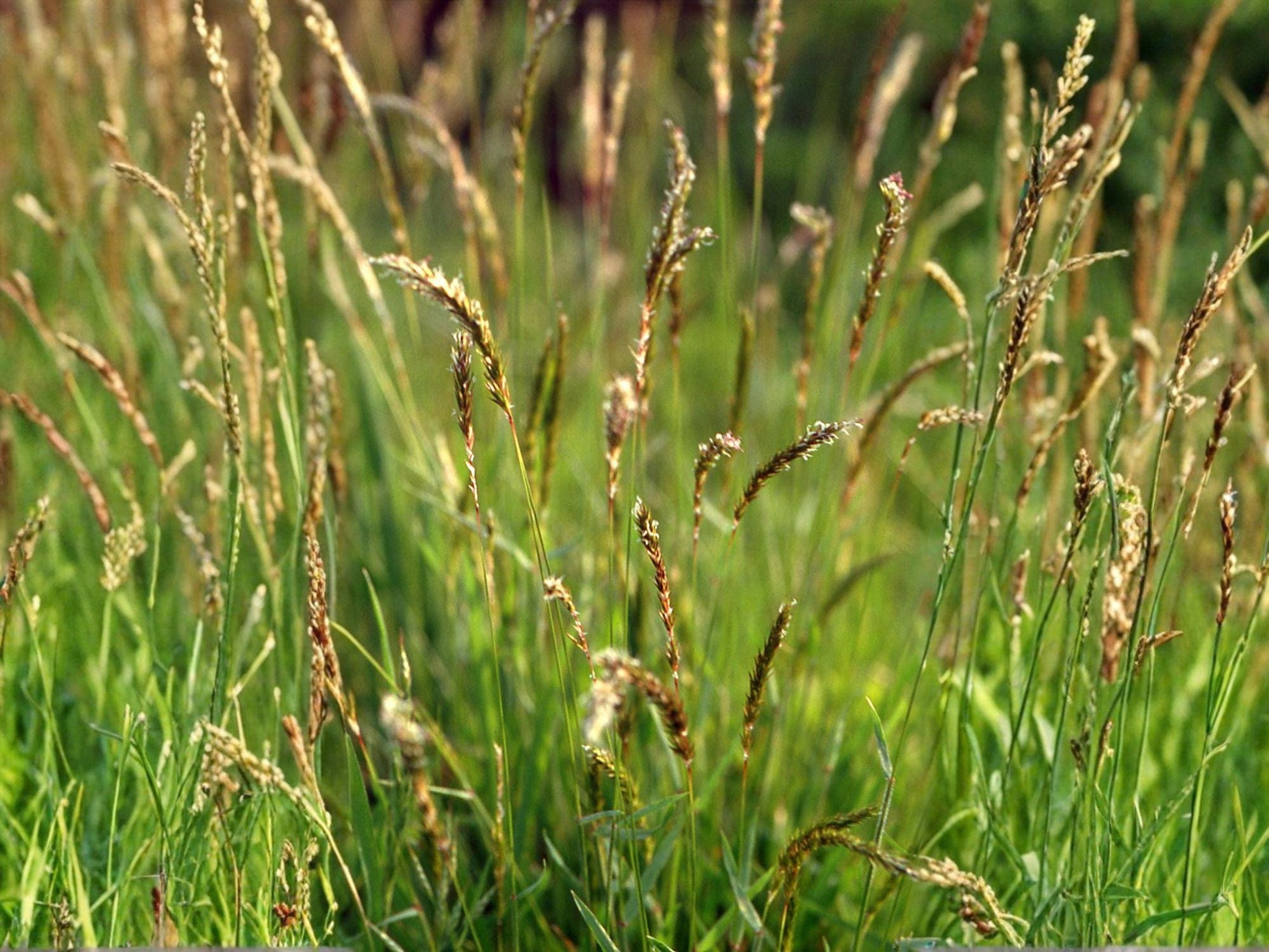 Sweet Vernal Grass Seeds – Fragrant Ornamental Meadow, Anthoxanthum odoratum, Wildflower, Perennial, 300 Seeds