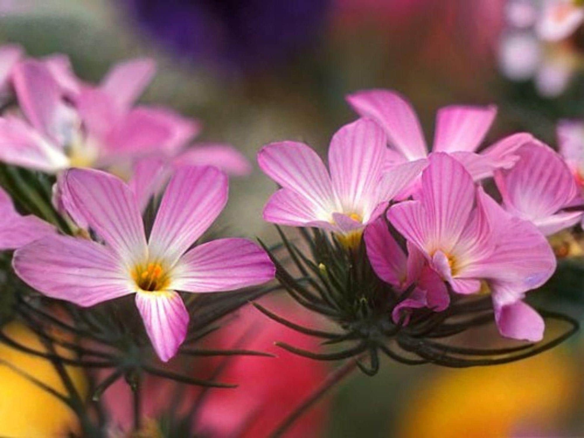 Mountain Phlox Seeds – Blue Wildflower, Annual, Linanthus grandiflorus, 100 Seeds