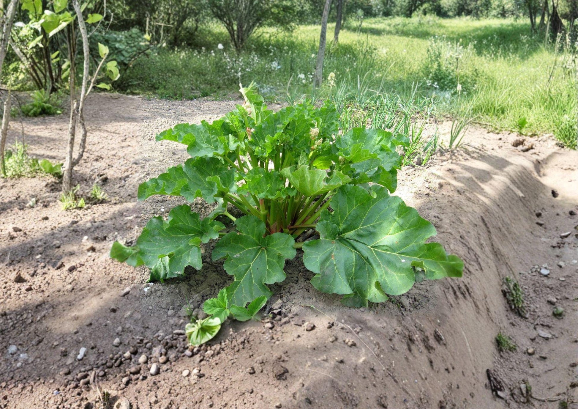 Rhubarb Seeds – Victoria Heirloom Variety for Perennial Garden, Hardy Pie Plant, 25 Premium Vegetable Seeds