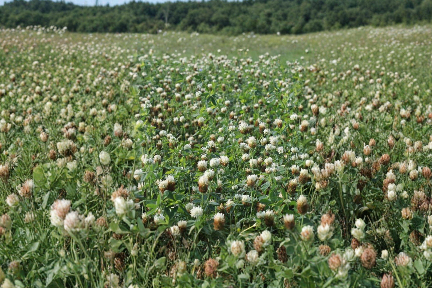 Berseem Clover Seeds – Egyptian Forage, Nitrogen Fixing Cover Crop, Trifolium alexandrinum, 100 Seeds