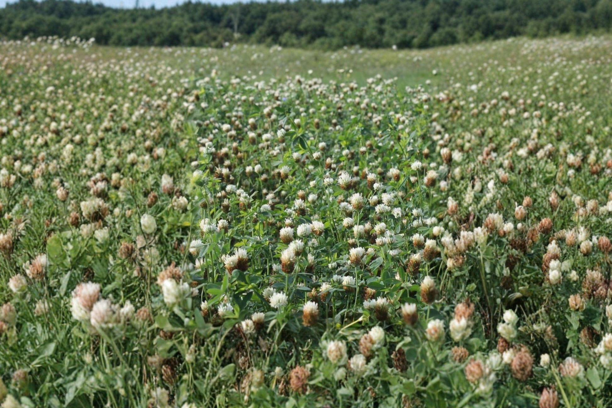 Berseem Clover Seeds – Egyptian Forage, Nitrogen Fixing Cover Crop, Trifolium alexandrinum, 100 Seeds
