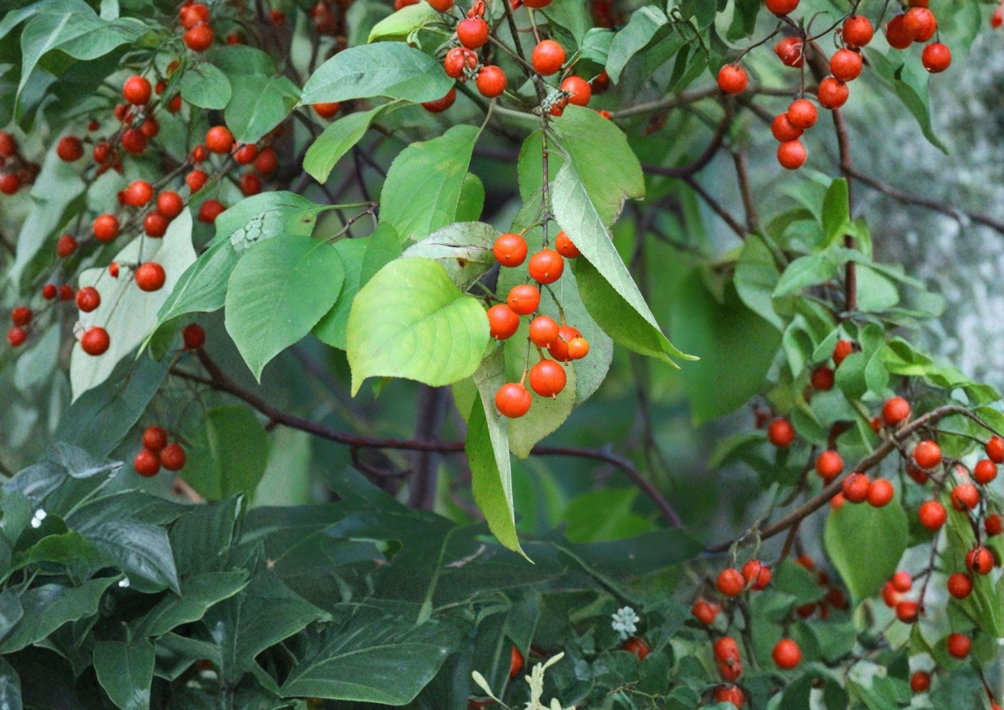 American Bittersweet Seeds – Celastrus scandens, Orange Red Berries, Climbing Native Vine, Wildlife-Friendly Plant, 30 Seeds