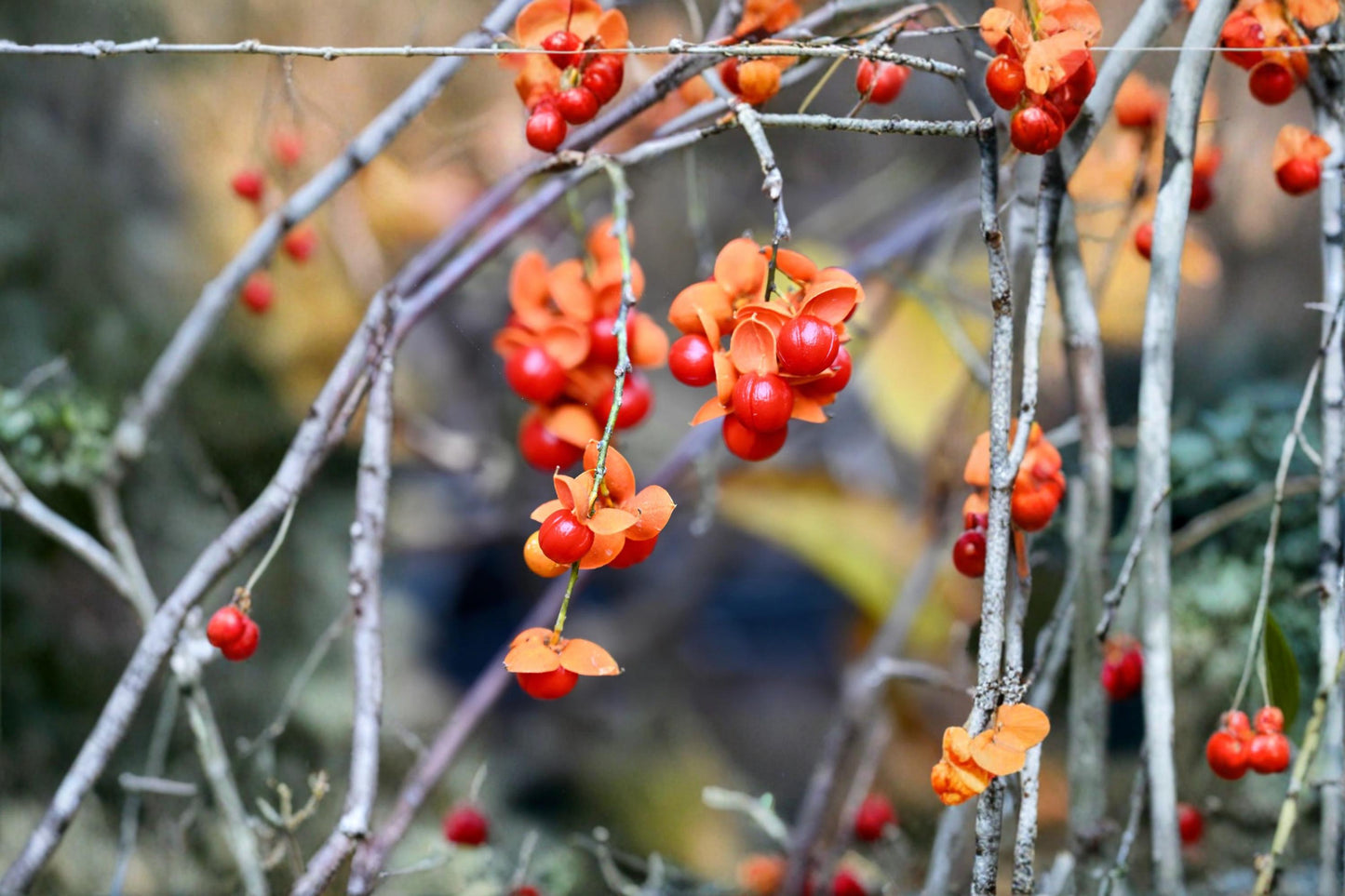 American Bittersweet Seeds – Native Climbing Vine, Fall Decor, Celastrus scandens, 30 Premium Seeds