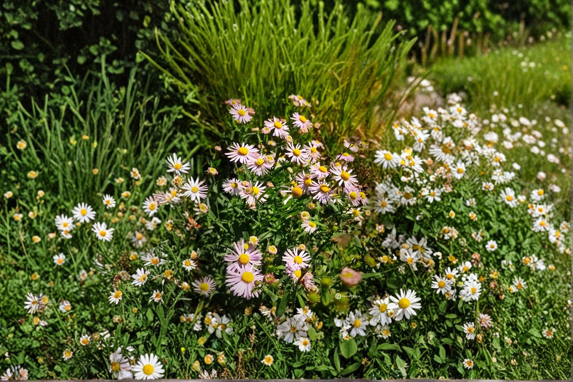 Boltonia decurrens Seeds – Native White Aster, Pollinator Garden, Prairie Restoration, Wet Meadow, 500 Seeds