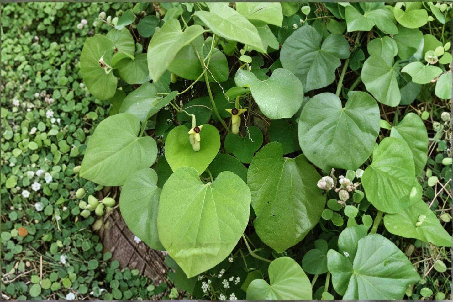 Dutchman's Pipevine Seeds – Aristolochia tomentosa, Native Butterfly Vine, Climbing Vine for Arbors & Fences, 10 Seeds