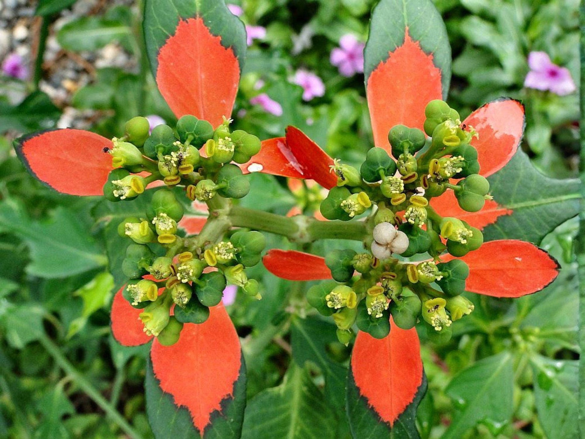 Fire on the Mountain Seeds – 10 Euphorbia cyathophora Native Wildflower with Red & Green Foliage, Drought-Tolerant Annual