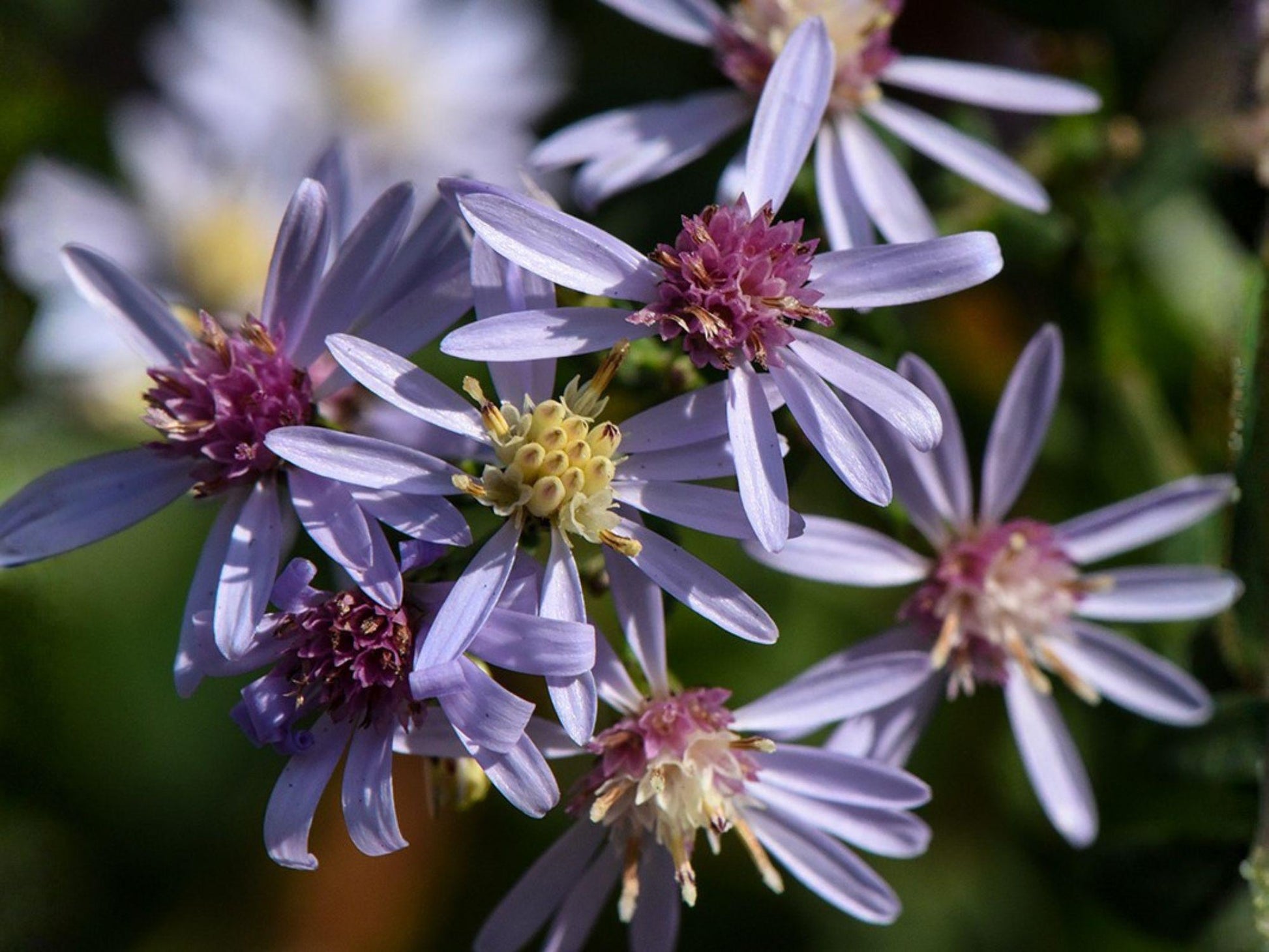 Blue Wood Aster Seeds – Native Pollinator Wildflower, Lavender-Blue Flowers, Symphyotrichum cordifolium, 100 Seeds