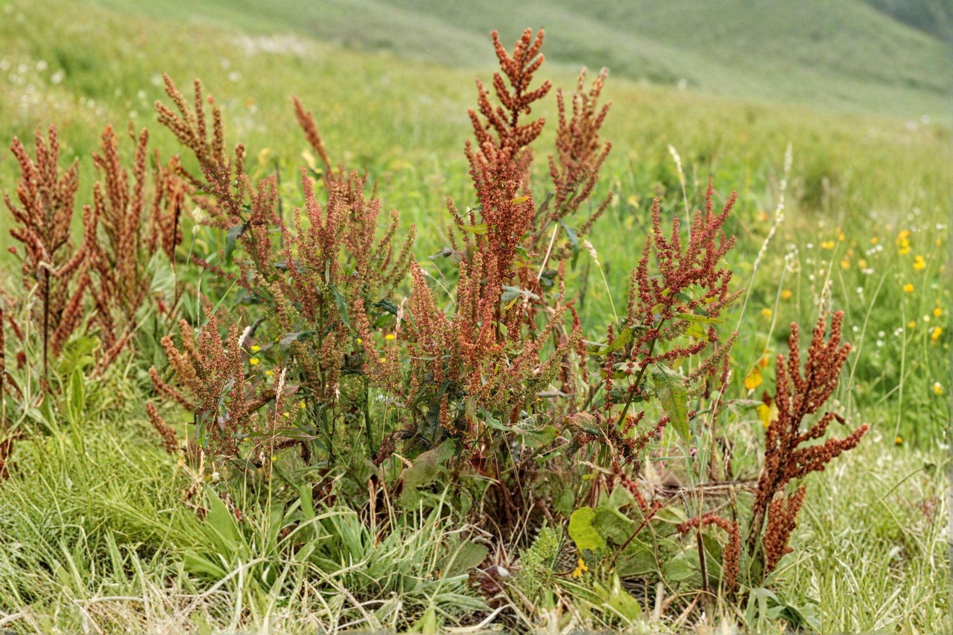 Water Dock Seeds – 100 Native Wetland Perennial for Ponds, Marshes, Rain Gardens – Rumex orbiculatus, North American native plant