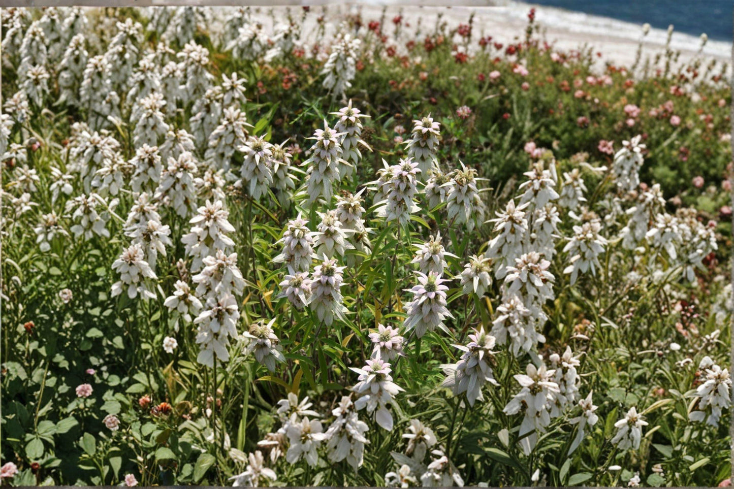 Spotted Bee Balm Seeds – 100 Monarda Punctata Native Wildflower for Pollinator Gardens and Natural Landscapes
