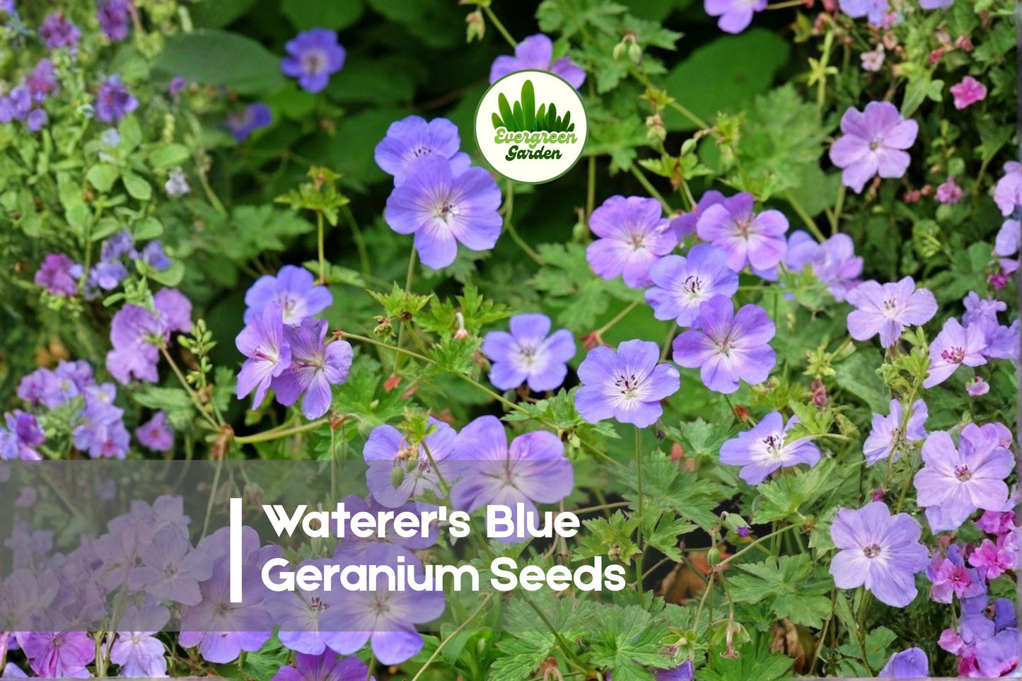 Waterer's Blue Geranium Seeds - Blue-purple Perennial Flower Seeds for Borders, Rock Gardens, Landscaping, Geranium spp.