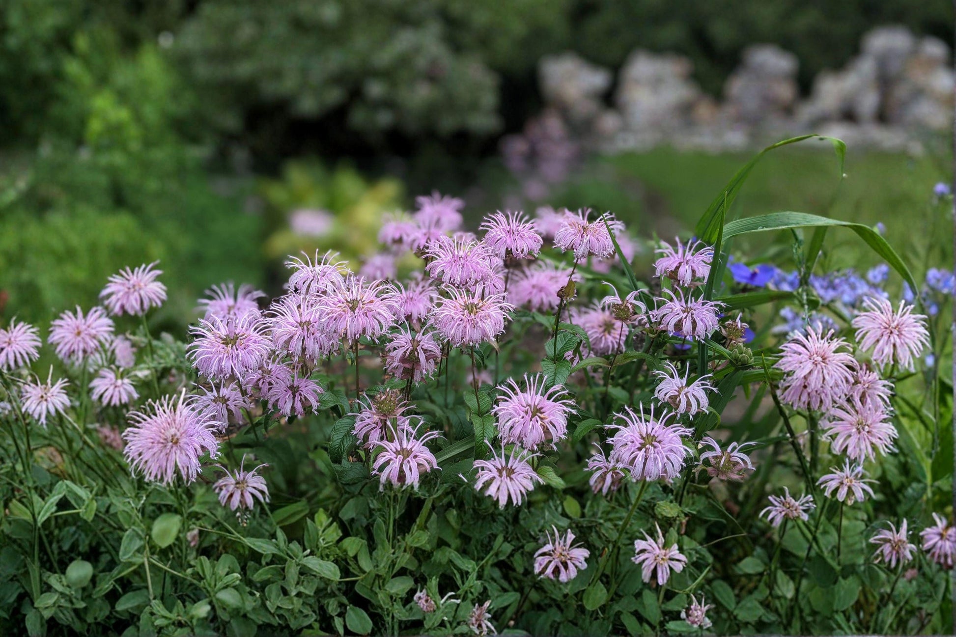 Wild Bergamot Seeds - Lavender Bee Balm, Native Pollinator Perennial, Monarda fistulosa, Drought-Tolerant, Butterfly & Bee Magnet