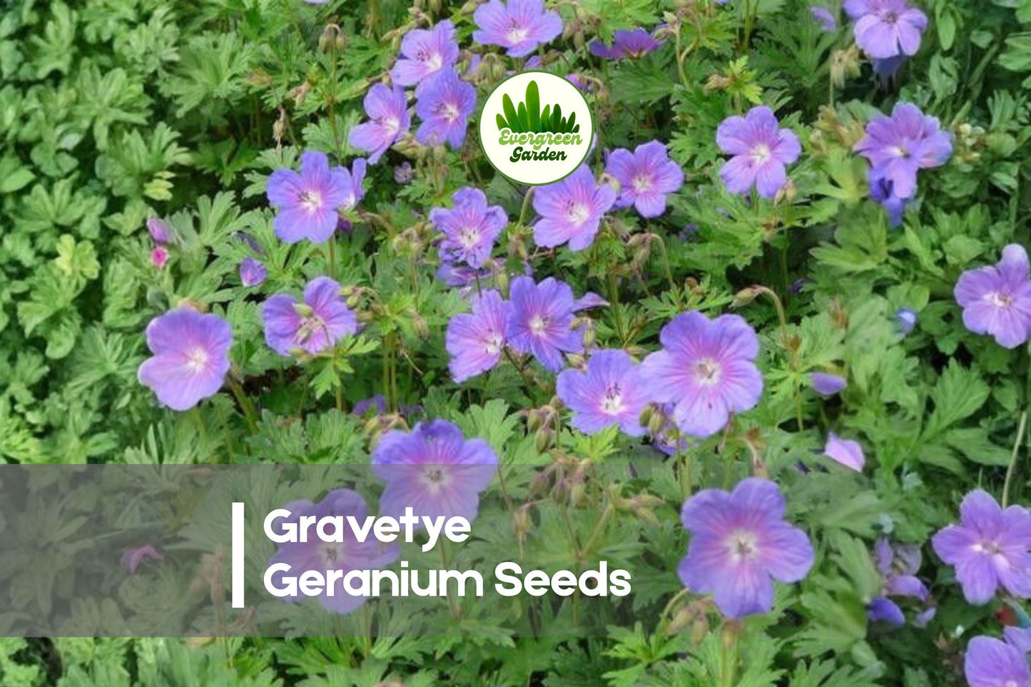 Gravetye Geranium Seeds – Soft Pink Hardy Perennial for Borders, Cottage Gardens, Rock Gardens, 25+ Seeds
