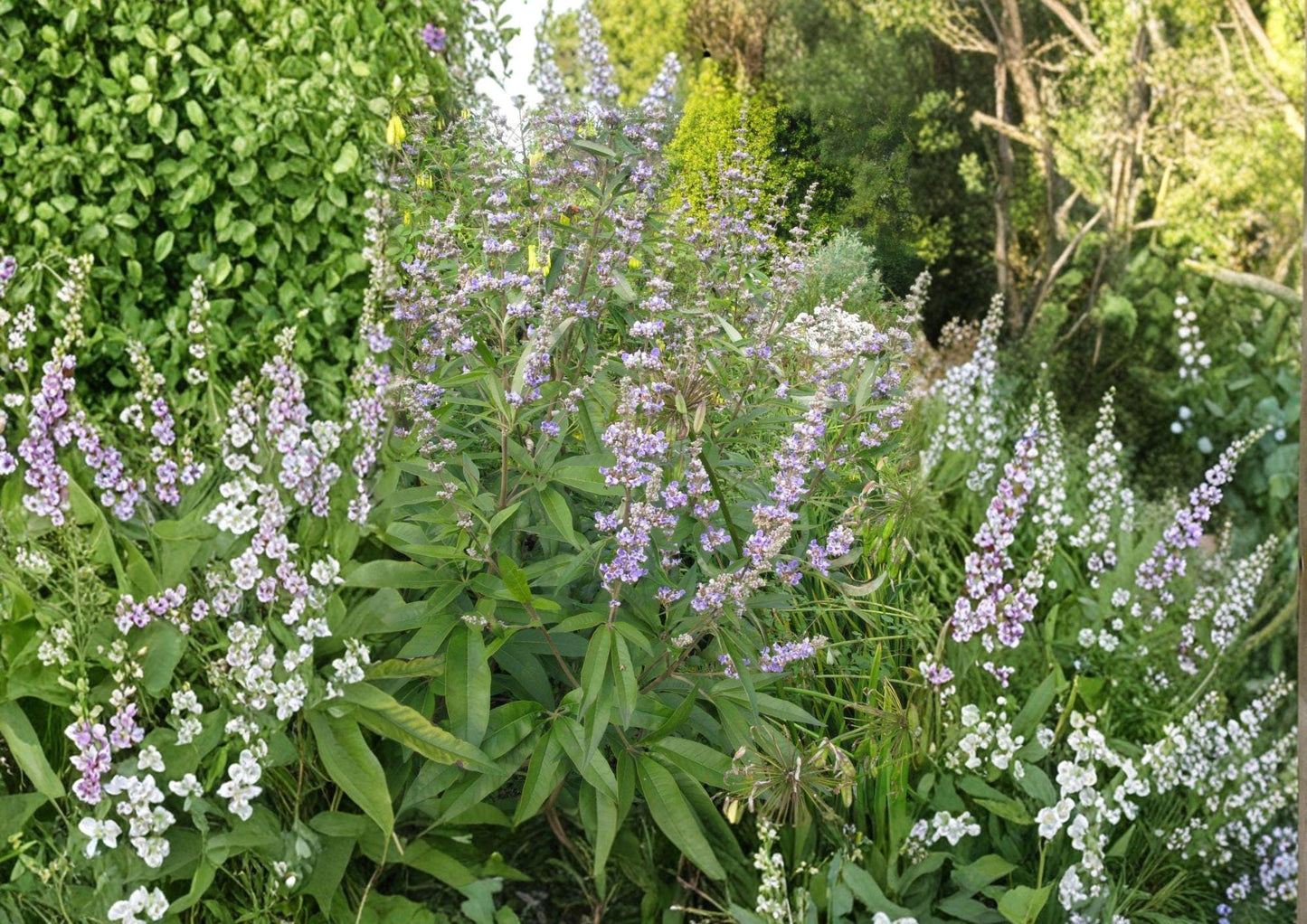 Texas Ebony Tree Seeds – Drought Tolerant Evergreen with Fragrant Cream Flowers, Hardy Ornamental Pithecellobium Flexicaule (10 Seeds)