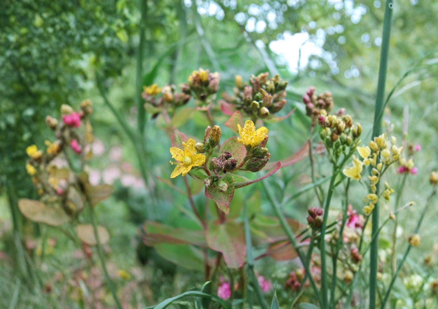 Hypericum Punctatum Seeds – 500 Native Wildflower Seeds for Dotted St. John’s Wort, Yellow Blooms, Perennial, Pollinator Friendly