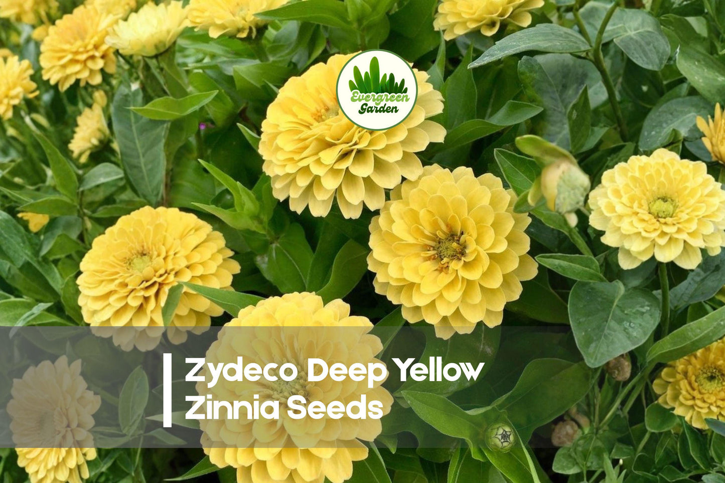 Zinnia Seeds + 100 Zydeco Deep Yellow Zinnia + Vibrant Bloom, Butterfly Attractant, Zinnia elegans