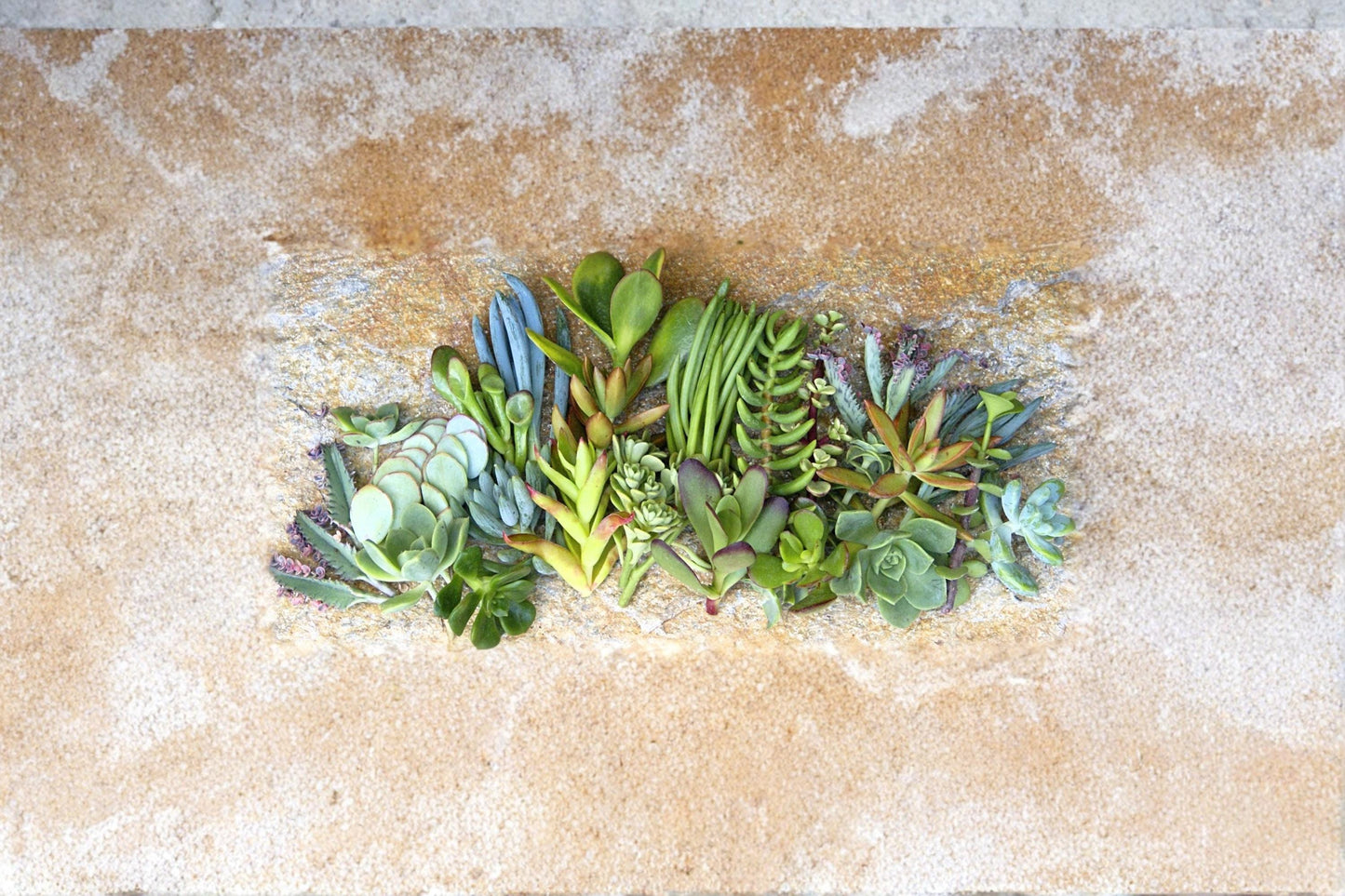Assorted Succulents Collection – 25+ Unrooted Cuttings, Mixed Varieties, Drought-Tolerant Indoor & Outdoor Plants