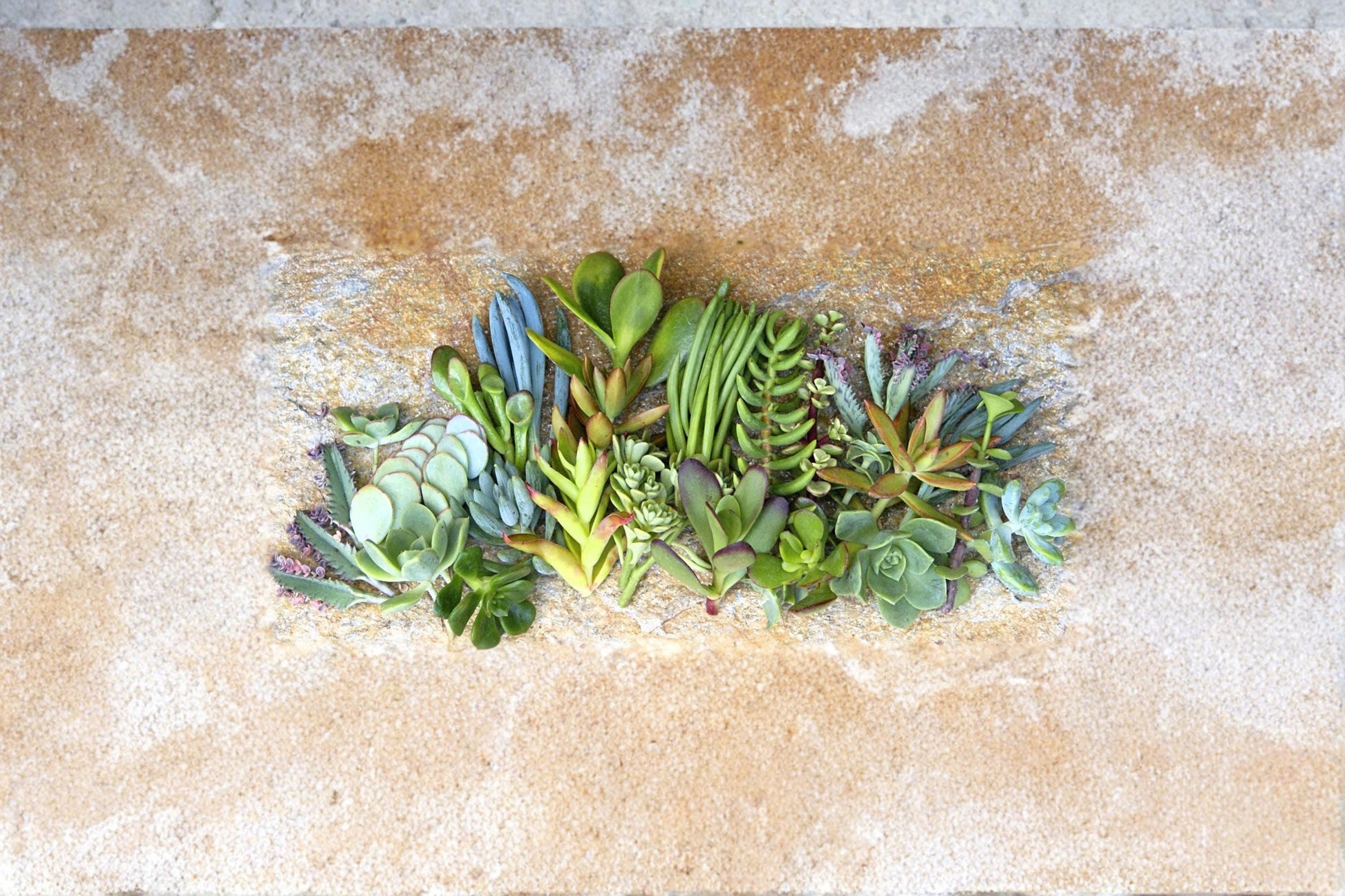 Assorted Succulents Collection – 25+ Unrooted Cuttings, Mixed Varieties, Drought-Tolerant Indoor & Outdoor Plants