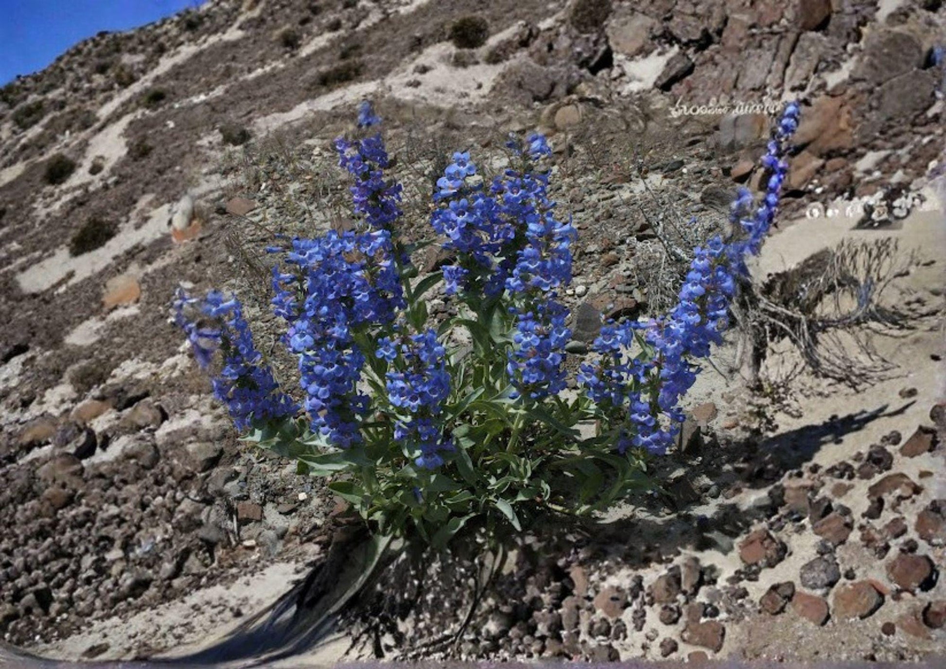Sand Penstemon Seeds – 50 Native Wildflower Seeds, Blue Purple Tubular Blooms, Drought Tolerant Perennial, Penstemon Acuminatus