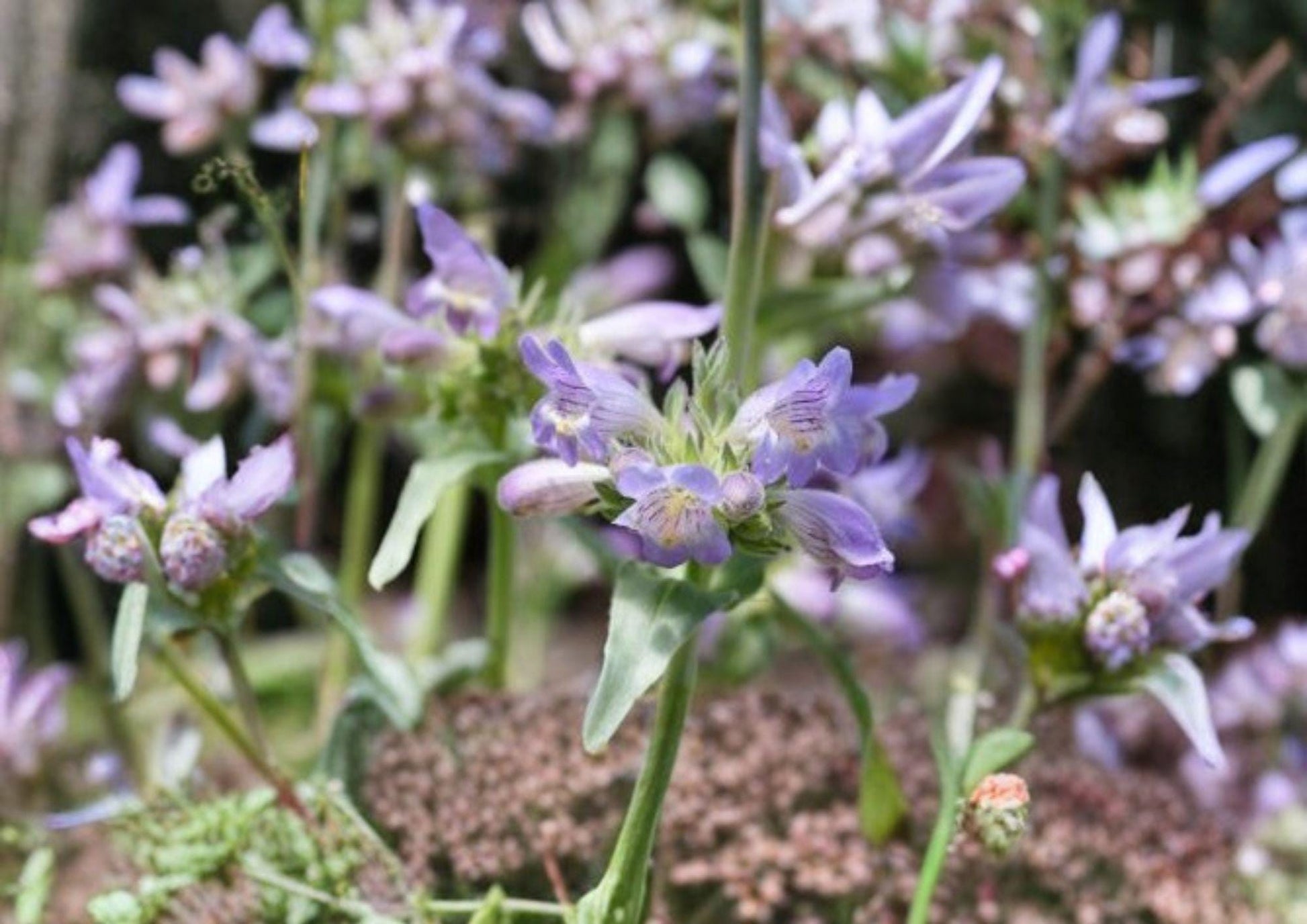 Pagoda Penstemon Seeds – 50 Native Wildflower Seeds, Lavender Blue Blooms, Penstemon Angustifolius, Drought Tolerant Perennial