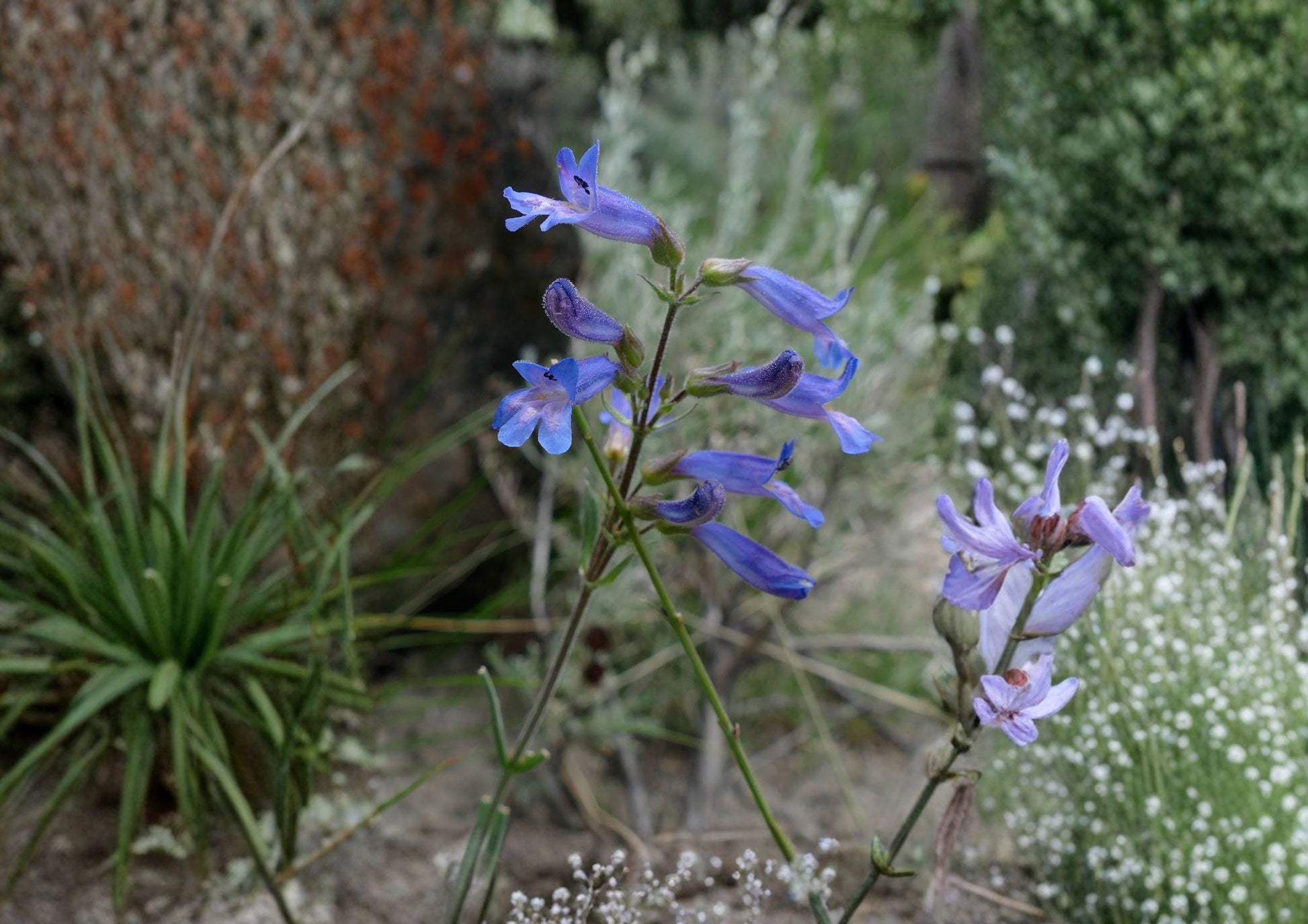 Penstemon Cyaneus Seeds – 50 Native Wildflower Seeds for Deep Blue Blooms, Drought Tolerant Perennial, Pollinator Friendly Plant
