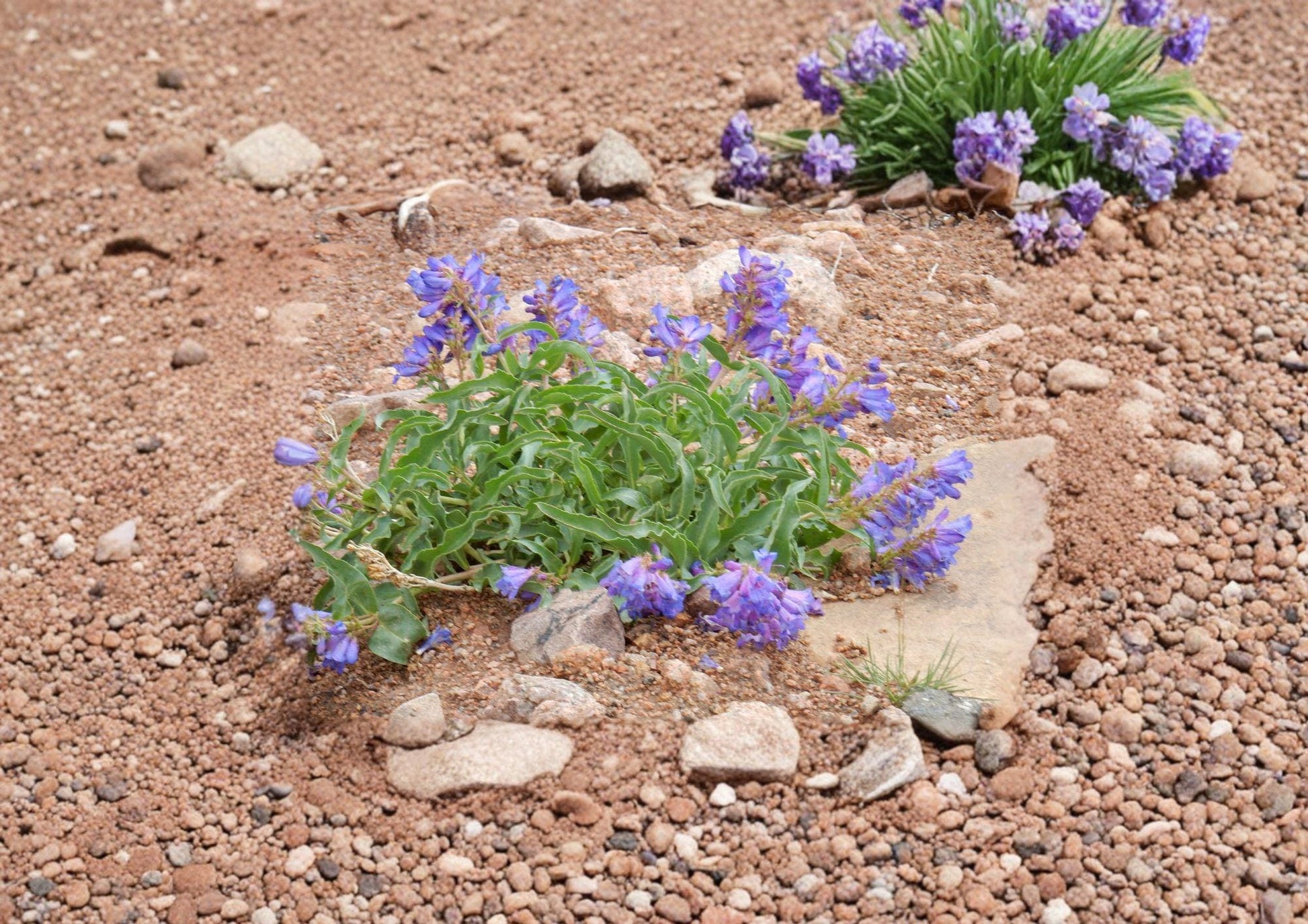 Penstemon Cyanocaulis Bluestem Beardtongue Seeds – 50 Native Wildflower Seeds for Blue Purple Blooms, Drought Tolerant Perennial, Pollinator Friendly