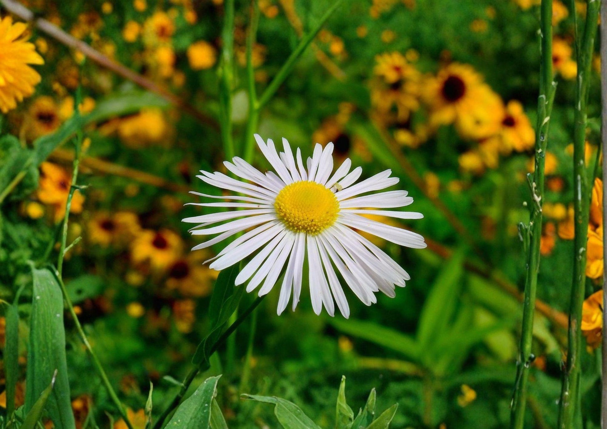 Decurrent False Aster Seeds – Native Wetland Wildflower, Boltonia decurrens, 500 Seeds for Pollinator Gardens and Habitat Restoration